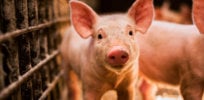 blog hog himp main