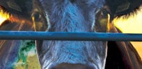 cowspriacy