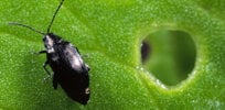 flea beetle rex