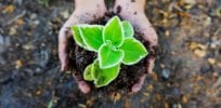 seedling