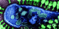 5-17-2019 phage news