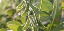 soy