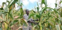 ugandafarming