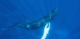 humpback whale
