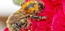 a bee covered in pollen x