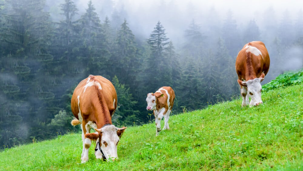 cows methane cows methane