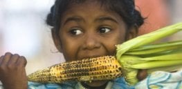 eating gmo corn on the cob x