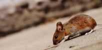 how to prevent mice from entering your home x