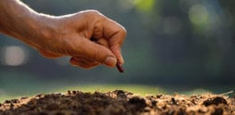 planting a seed x