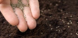 planting gmo seeds x