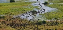 botswana duba plains camp aerial view of landscape wildebeest migrating safari destinations