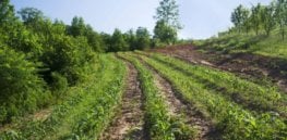 organic hillside sweet corn x