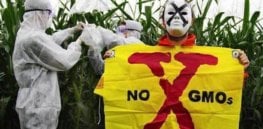 gmo x resized