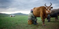 ca nid mongolia dairy online
