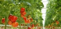 vertical farming x