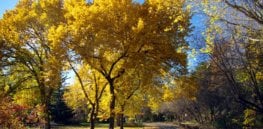 american elm trees park