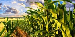 gmo corn shutterstock