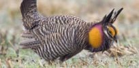 greater prairie chicken