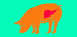 organ shortage worse animal organs x