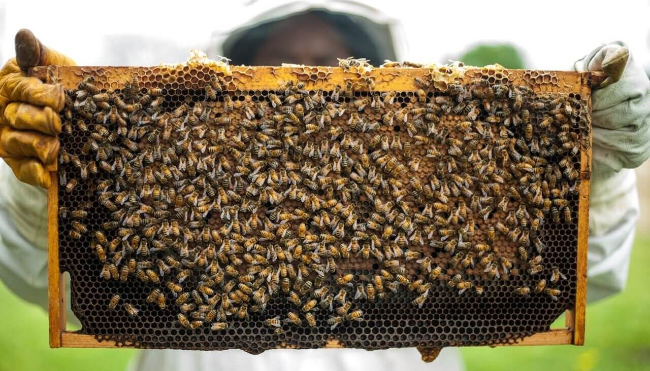 Viewpoint: ‘Misguided enthusiasm’ to save honeybees threatens wild pollinators