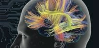 brain wiring