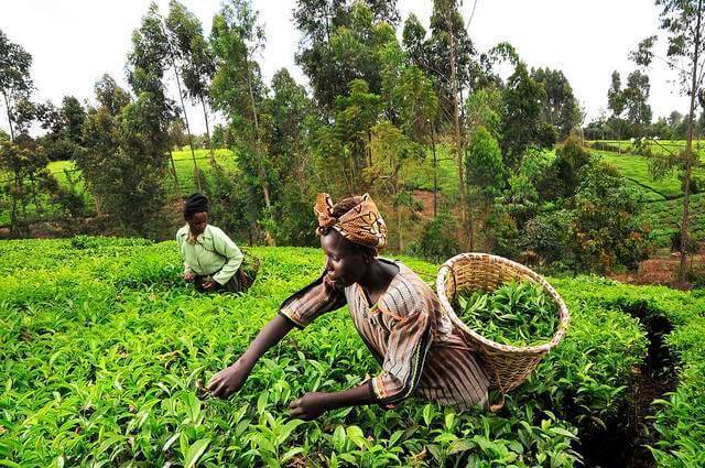 agriculture