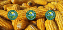 With bioengineered food labels showing up in stores, here’s what you should know about GMOs