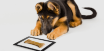 Can dogs see optical illusions too?