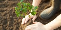 GM trees that suck up more CO2 could help stem growing threat of climate change
