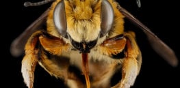 tiger bee face
