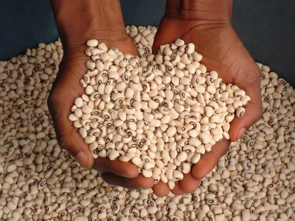 "Espantapájaros" de OMG: ¿Qué impide que África adopte los cultivos transgénicos?