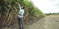 Bolivia looks to GM soybeans, cotton and sugar cane to boost flagging agricultural production