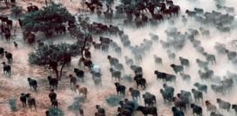Viewpoint: Livestock—an underrated solution to climate change