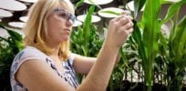 Viewpoint: COVID-19 vaccine success should prompt us to rethink our fear of GMO ‘Frankenfoods’