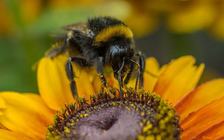 ‘Realistic’ exposure to insecticide sulfoxaflor poses no notable risk to honeybees, study shows