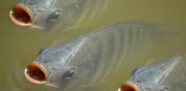 Here’s how GM canola-derived fish feed could make aquaculture more sustainable