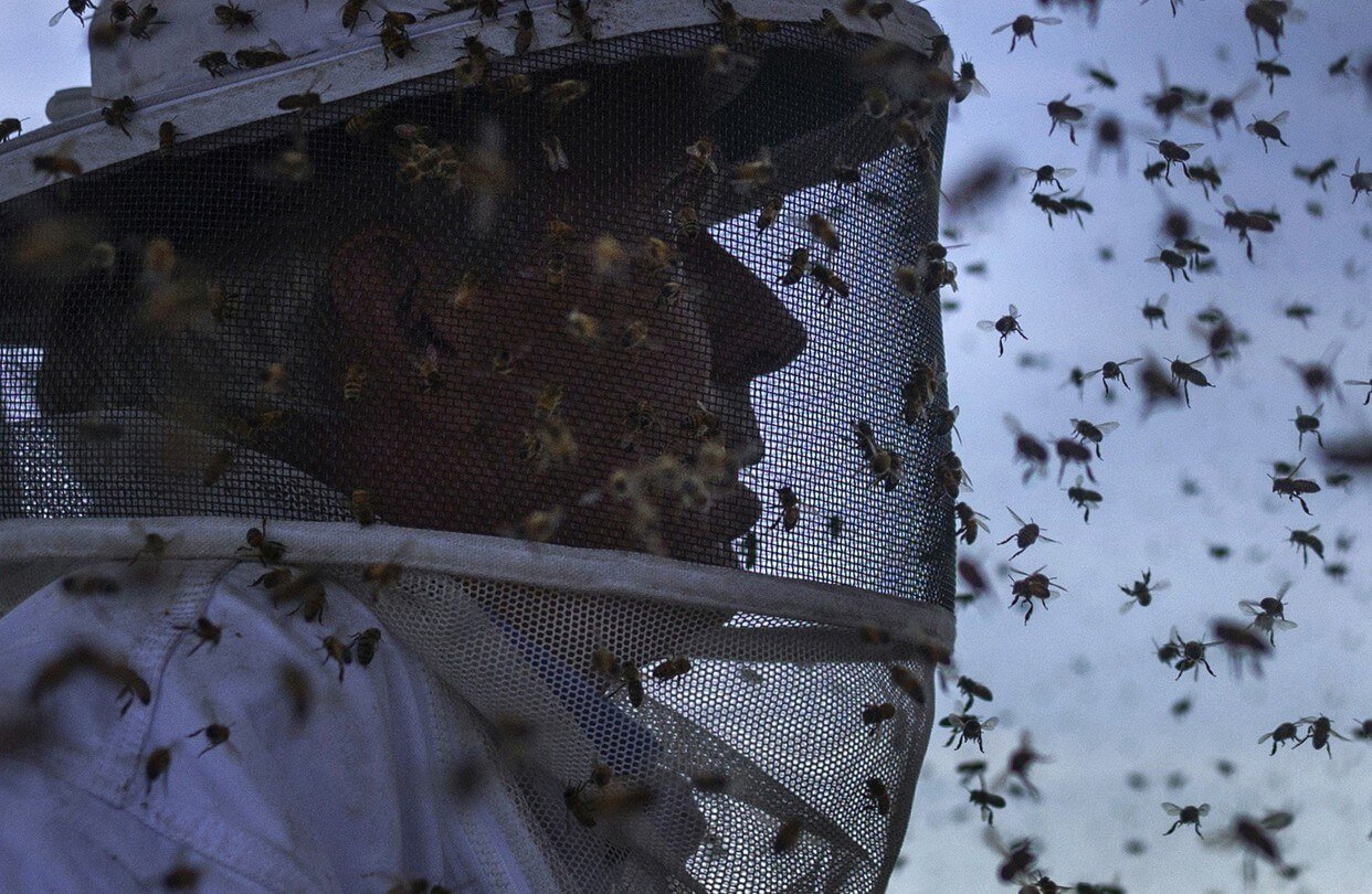 Viewpoint: A world without pollinators? Don’t fall for ‘lurid tales of bee Armageddon’