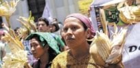 International science denial: Top-5 activist groups spreading anti-GMO myths in Latin America