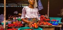 Viewpoint: ‘Deep structural flaws’ plague Nigeria’s food system: ‘Gene-editing and the use of genetically modified organisms need to be mobilized’