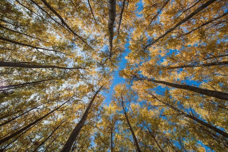 Poplar tree plantation, tree nursery growing tall straight trees