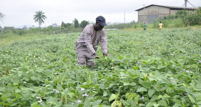 Over 2,000 Nigerian farmers ready to grow GM cowpea this year